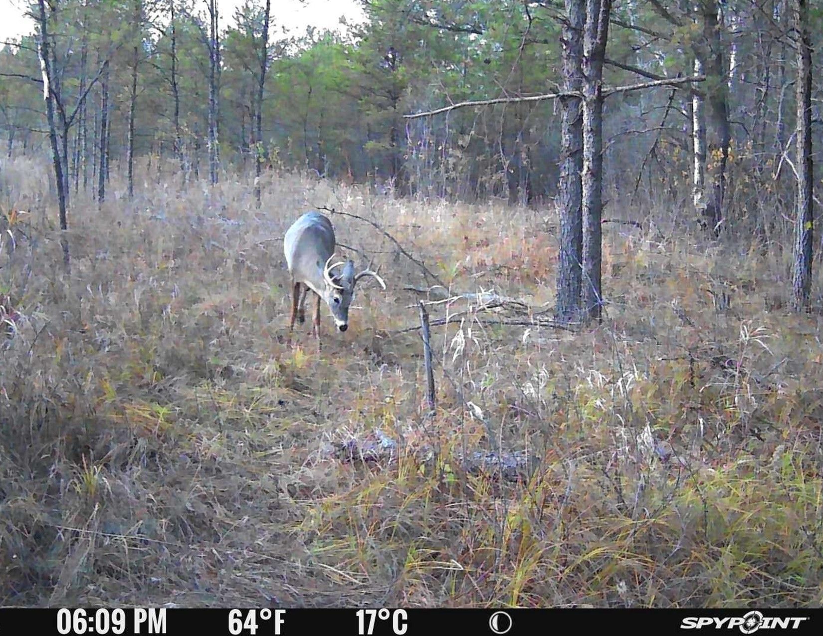 Listing Photo: Trail Camera Photo11